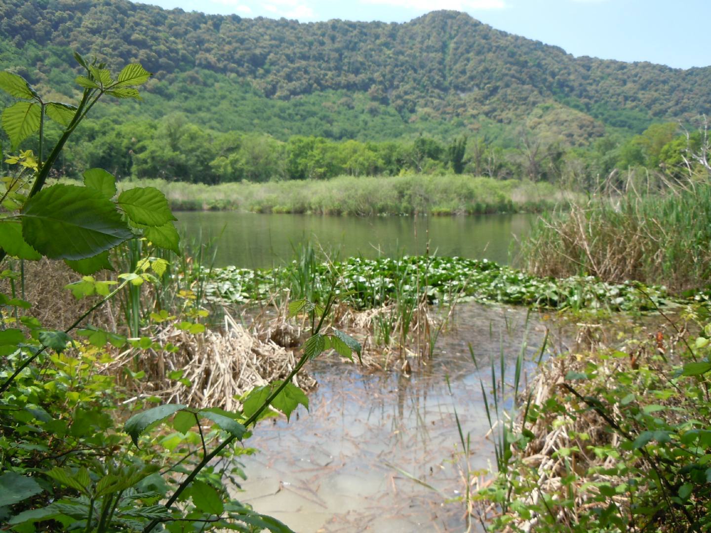 Tutte rane verdi? S, Pelophylax sp. (prov. Napoli)